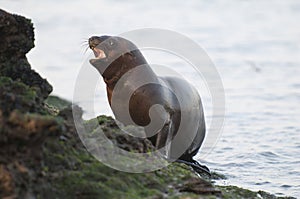 Sea Lion baby photo