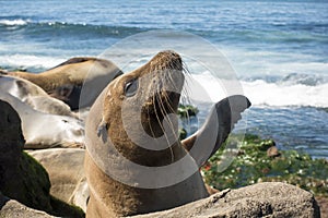 Sea Lion baby seal - puppy on the beach, La Jolla, California.