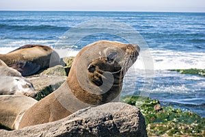 Sea Lion baby seal - puppy on the beach, La Jolla, California.