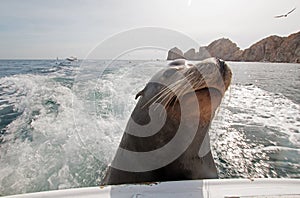 Sea Lion on the back of charter fishing boat begging for bait fish in Cabo San Lucas Baja Mexico