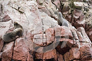 Sea Lion on the Ballestas Island Cliffs