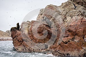 Sea Lion on the Ballestas Island Cliffs