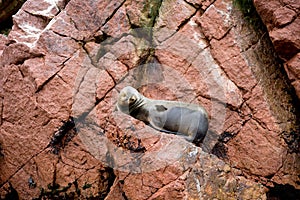 Sea Lion on the Ballestas Island Cliffs