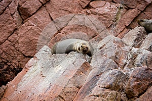 Sea Lion on the Ballestas Island Cliffs