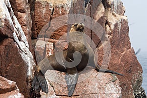 Sea Lion on Ballestas Islands