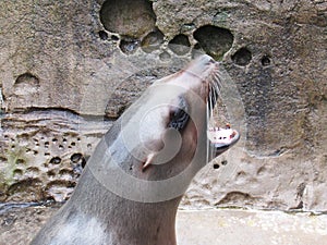 Sea Lion barking up close