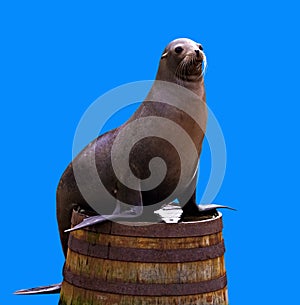 Sea lion on a barrel isolated om blue