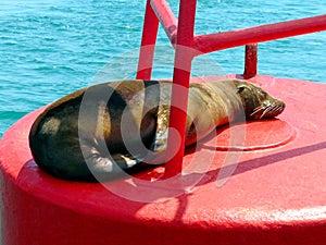 Sea lion basking in the sun in the middle of the ocean