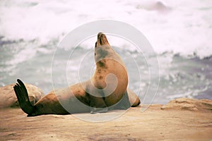 Sea lion basking in the sun on a sandy beach with ocean waves lapping at the shoreline.