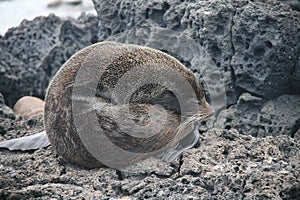 Sea Lion on a Beach