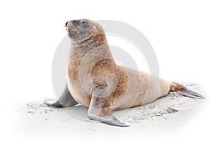 Sea lion on beach