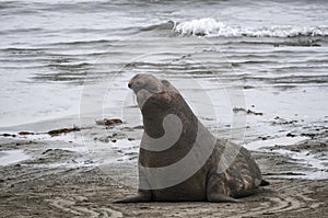 Sea Lion at Beach