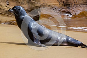 A sea lion on the beach at Galapagos Islands