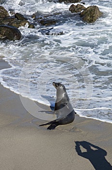 Sea Lion at the Beach of La Jolla California