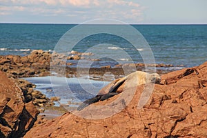 Sea lion on the beach of patagonia