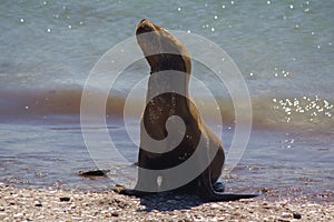 Sea lion on the beach of patagonia