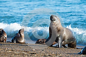 Sea lion on the beach in Patagonia