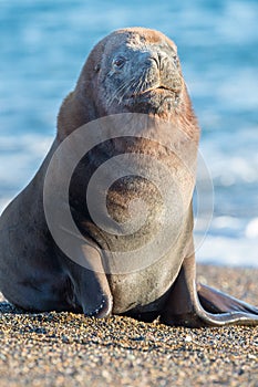 Sea lion on the beach in Patagonia