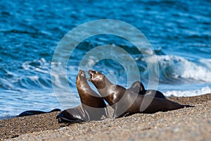 Sea lion on the beach in Patagonia