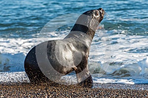 Sea lion on the beach in Patagonia