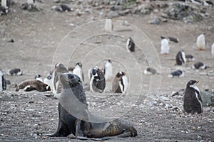 Sea lion on beach patrol