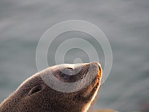 Sea lion beautiful face. photo