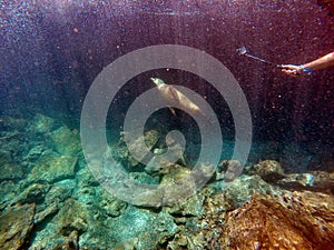 Sea lion being filmed