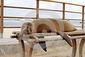 Sea lion on a bench, Santa Cruz Island, Galapagos photo
