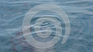 Sea Lion Beneath Surface Of Water With Seaweed