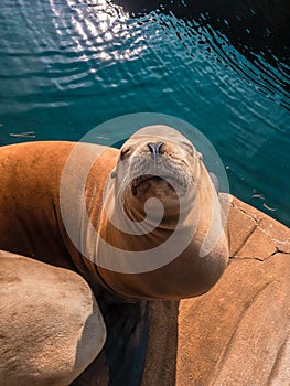 Sea lion at blue water