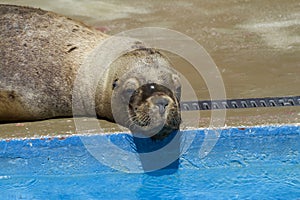 Sea lion in Cabarceno, Cantabria