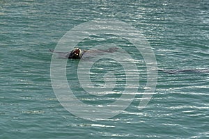 Sea lion in cabo san lucas harbor baja california sur mexico