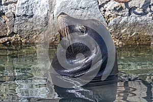 Sea lion in cabo san lucas harbor baja california sur mexico