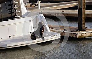 Sea Lion (Callorhinus ursinus)