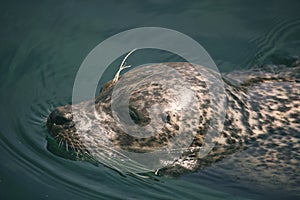 Sea lion in captivity