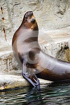 Sea lion