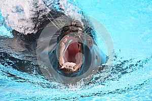 Sea lion catching a fish in aquarium