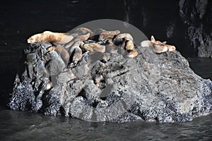 Sea Lion Caves in Florence, Oregon