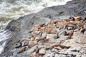 Sea Lion Caves in Florence, Oregon