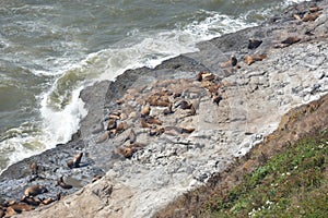 Sea Lion Caves in Florence, Oregon