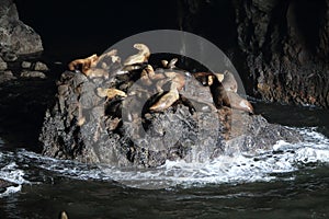 Sea Lion Caves - Florence Oregon USA