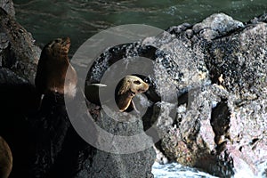 Sea Lion Caves - Florence Oregon USA