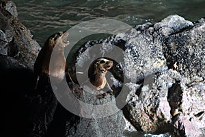 Sea Lion Caves - Florence Oregon USA