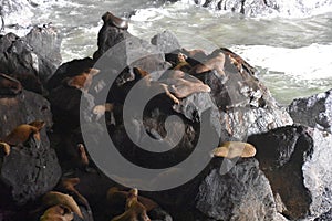 Sea Lion Caves in Florence, Oregon