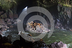 Sea Lion Caves at Oregon Coast photo