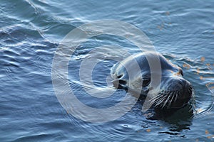 Sea Lion Close Face Image with Whiskers