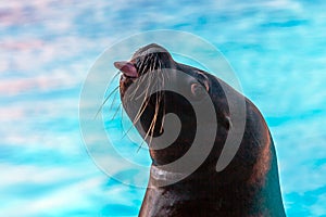 Sea lion. Close-up