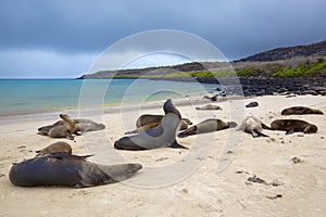 Sea lion colony photo