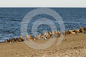 Sea Lion , colony, patagonia, Argentina