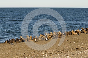 Sea Lion , colony, patagonia, Argentina photo